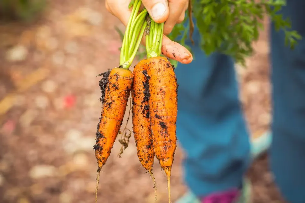 Freshly harvested carrots