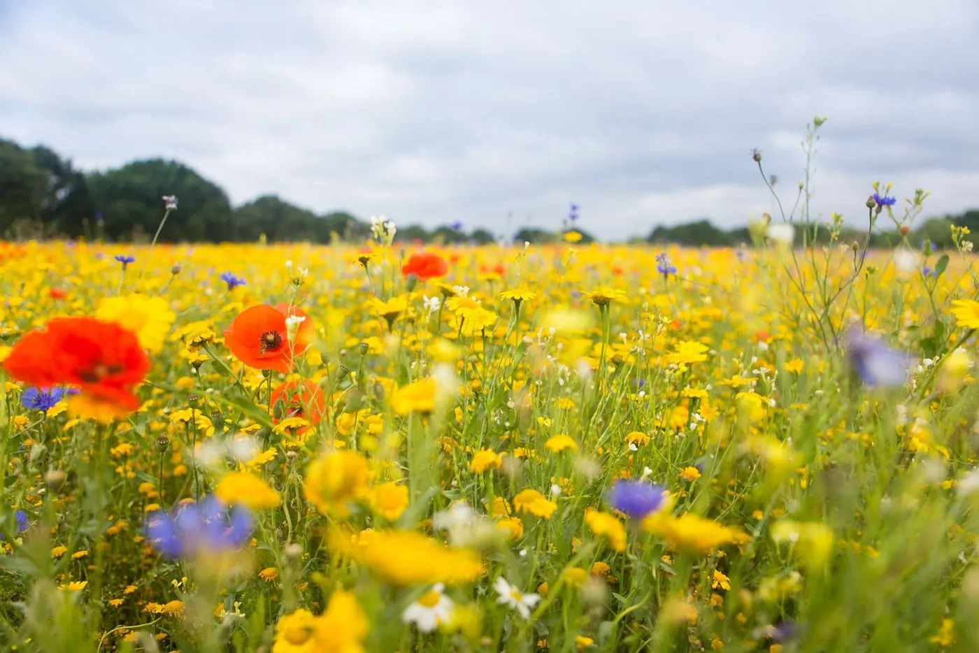 Flower field at the farm