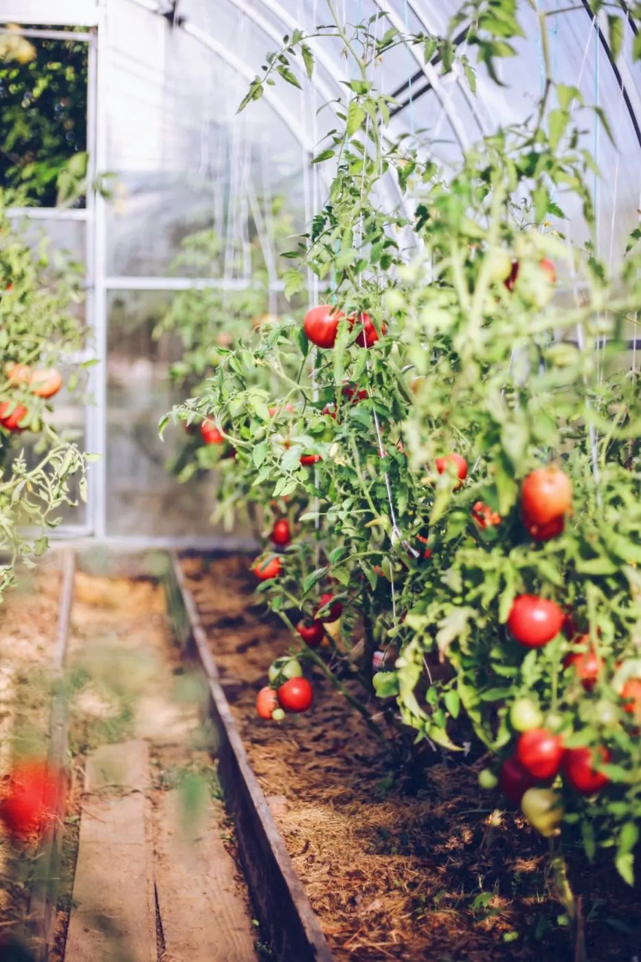 Tomatoes ripening in the greenhouse