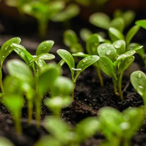 Seedlings in the greenhouse