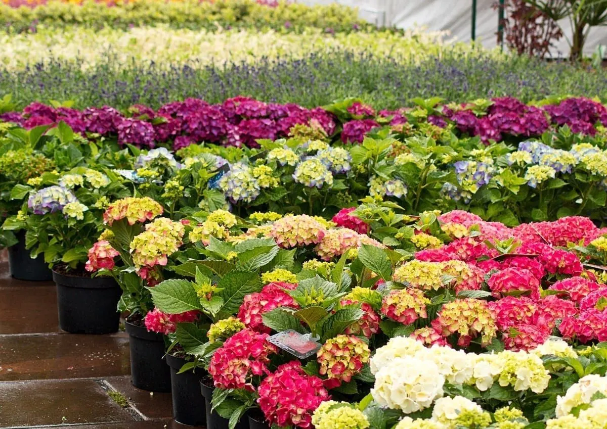 Hydrangeas and nursery stock at Skillman Nurseries