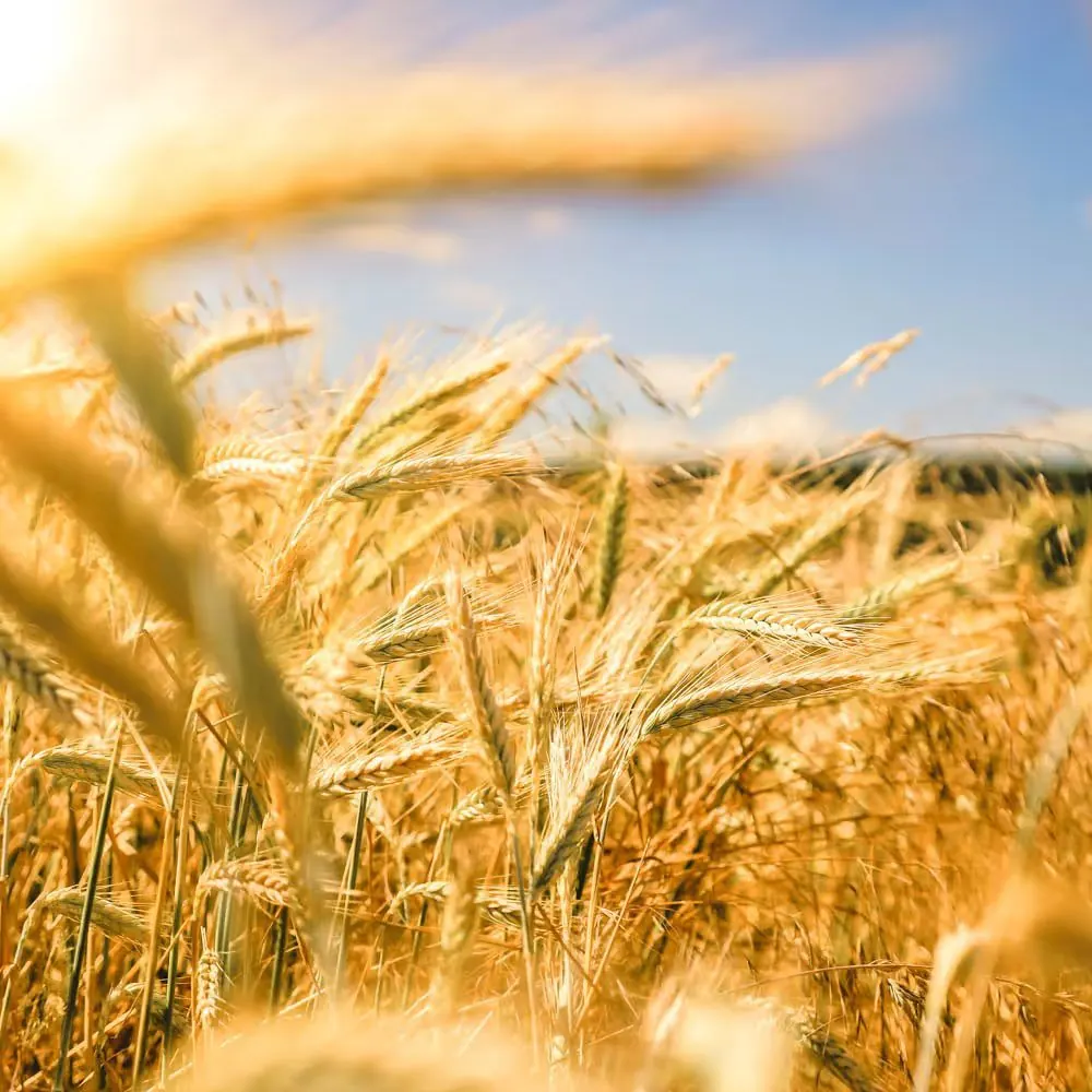 Wheat growing at Princeton Farms & Preserves